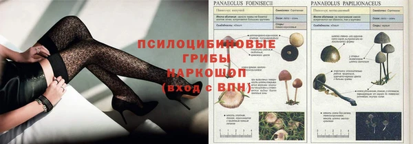 шишки Арсеньев